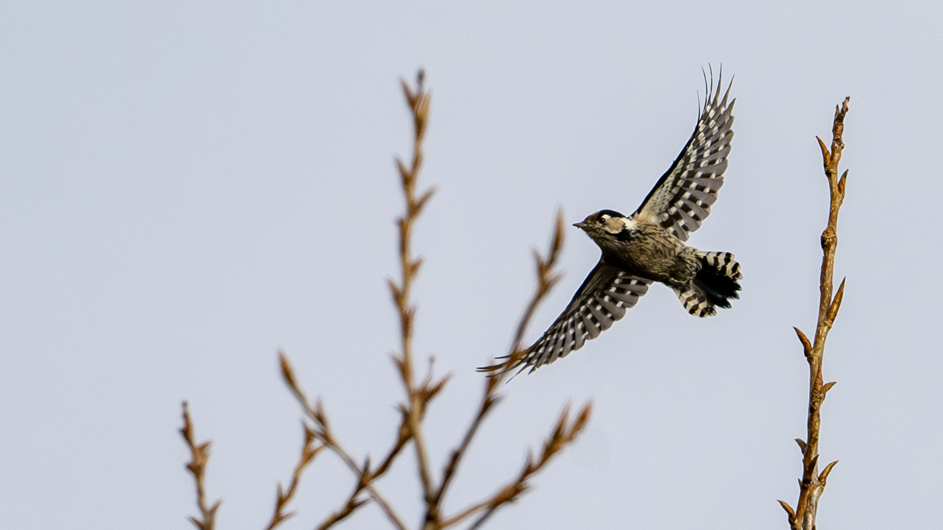Lesser Spotted Woodpecker